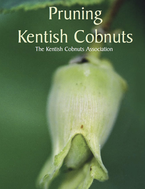 Pruning Kentish Cobnuts
