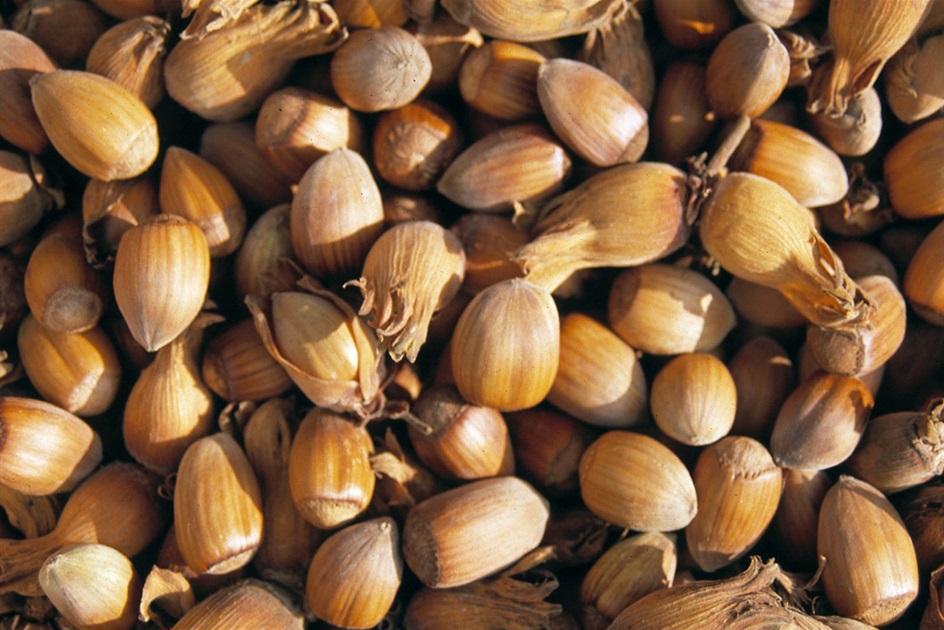 Kentish Cobnuts Association - Become A Member Today...